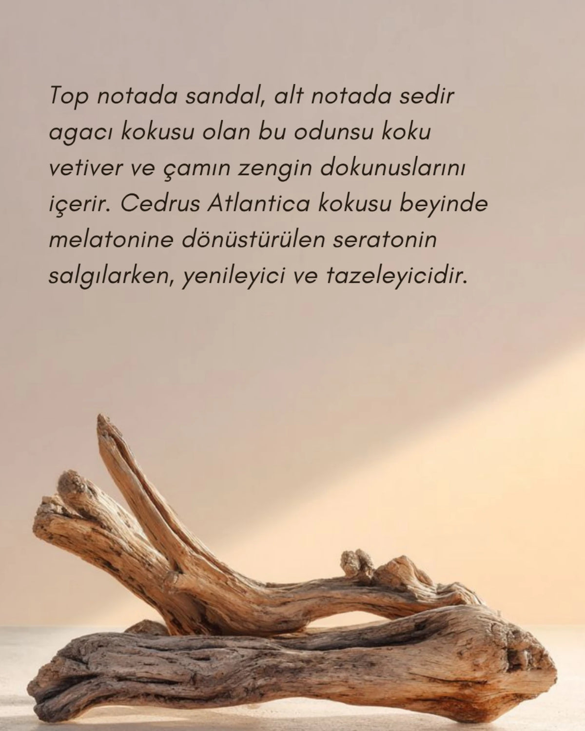 Sedir Ağacı Organik Soya Kokulu Mum | Cedar Wood Fine & Artisanal Candle
